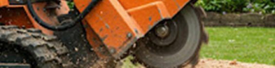 Emergency-Tree-Services-2-1.jpg